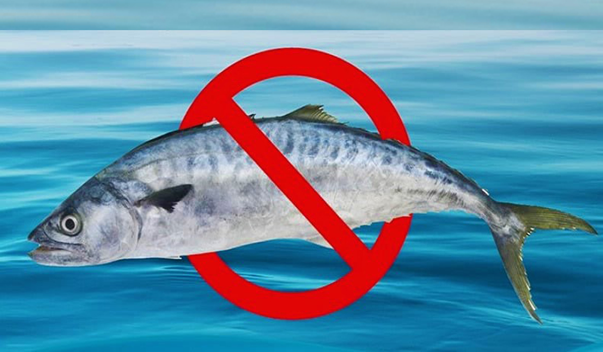 Two-month ban on fishing kingfish from Aug 15